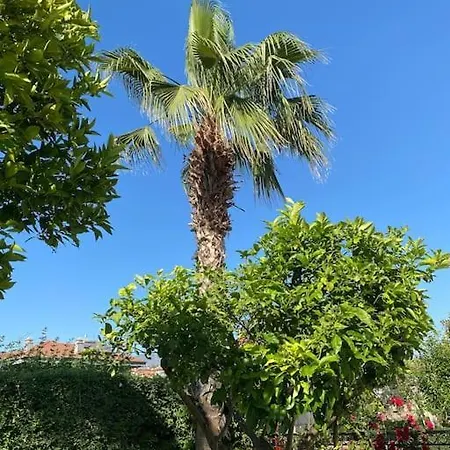 Palm *